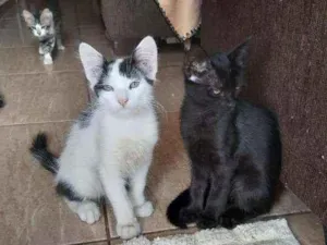 Gato raça Siamês com viralata idade 2 a 6 meses nome Não possue nome 