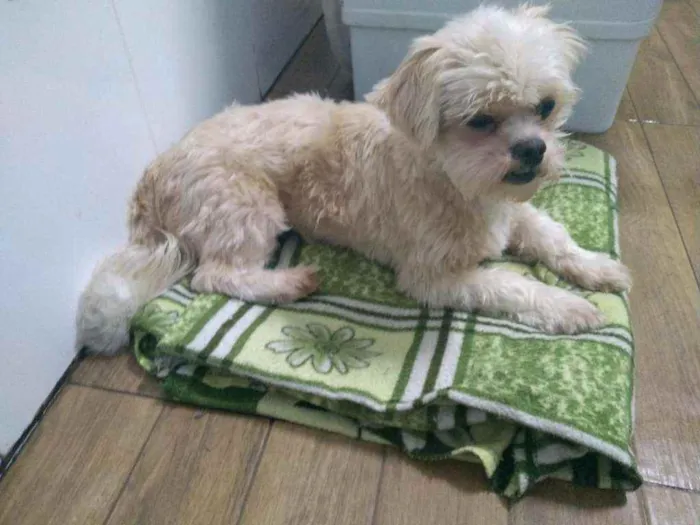 Cachorro raça Lhasa Apso idade 3 anos nome Luck
