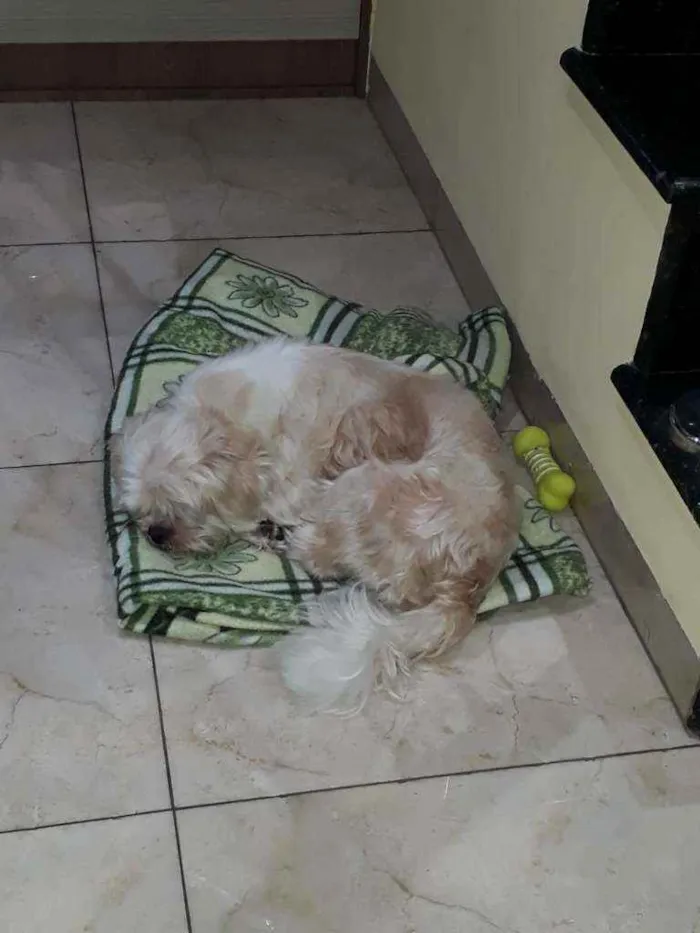 Cachorro raça Lhasa Apso idade 3 anos nome Luck