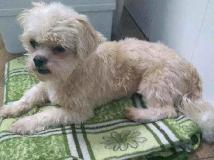 Cachorro raça Lhasa Apso idade 3 anos nome Luck