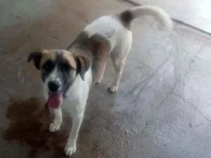 Cachorro raça Vira lata idade 2 anos nome Pipica