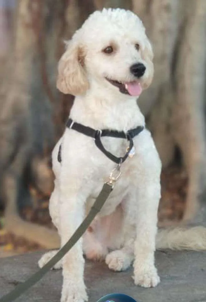 Cachorro raça poodle   idade 2 anos nome Zeus
