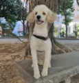 Cachorro raça poodle   idade 2 anos nome Zeus