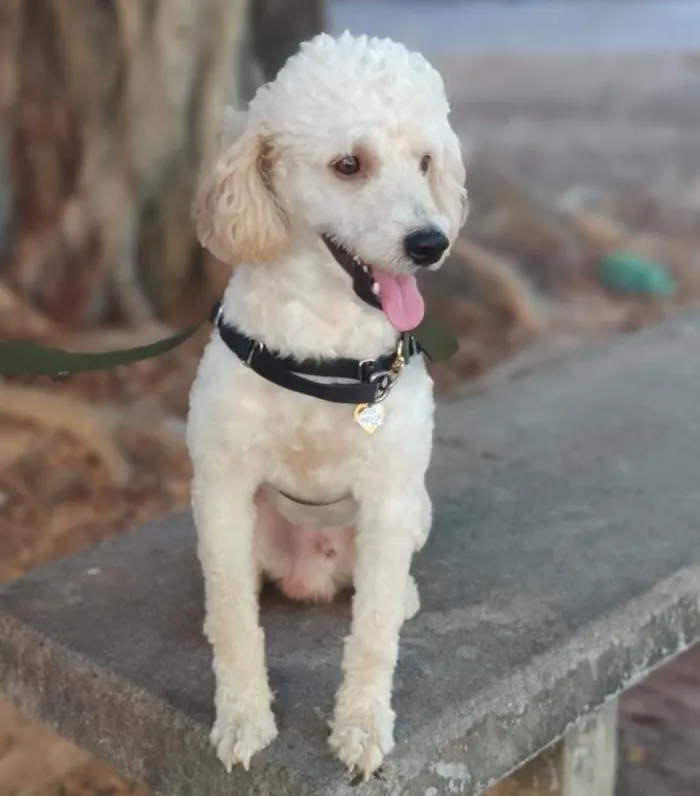 Cachorro raça poodle   idade 2 anos nome Zeus