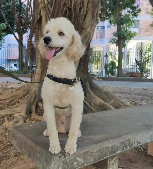 Cachorro raça poodle   idade 2 anos nome Zeus