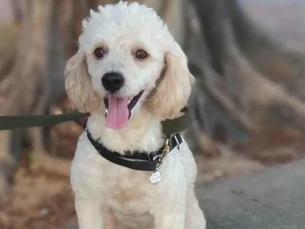 Cachorro raça poodle   idade 2 anos nome Zeus
