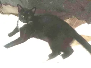 Gato raça Sem raça definida  idade 2 anos nome Negão 