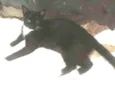 Gato raça Sem raça definida  idade 2 anos nome Negão 