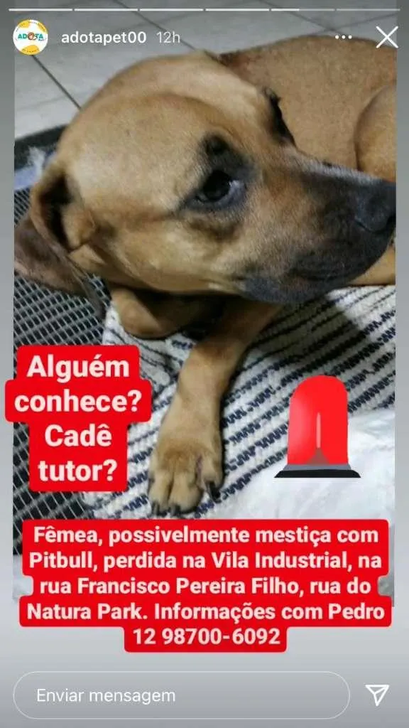 Cachorro ra a Possivelmente Fila Brasileiro idade 7 a 11 meses nome Desonhecido