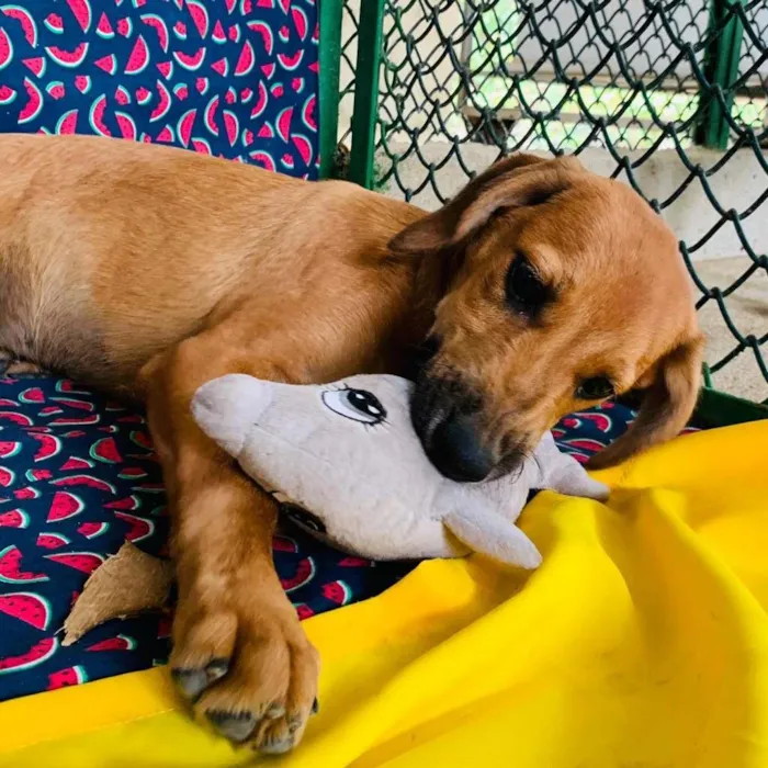 Cachorro ra a SRD-ViraLata idade 2 a 6 meses nome Nina