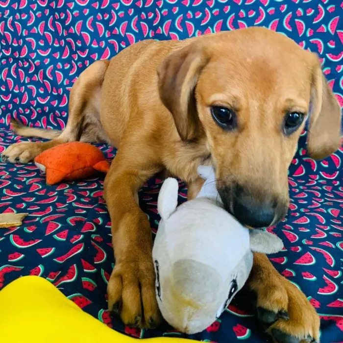 Cachorro ra a SRD-ViraLata idade 2 a 6 meses nome Nina