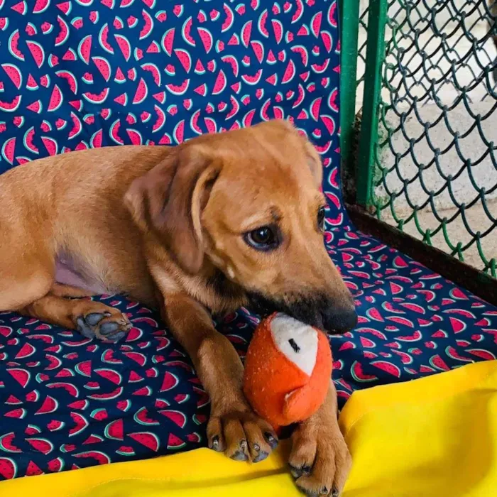 Cachorro ra a SRD-ViraLata idade 2 a 6 meses nome Nina