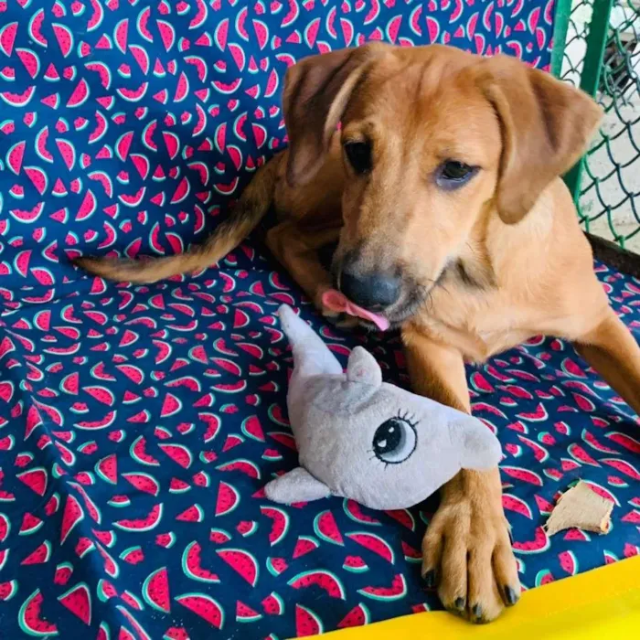 Cachorro ra a SRD-ViraLata idade 2 a 6 meses nome Nina