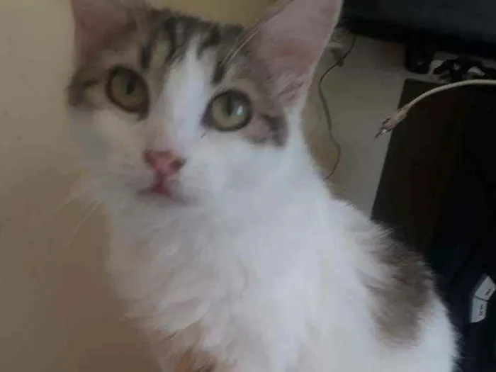 Gato ra a Sem raça definida  idade 1 ano nome Maya