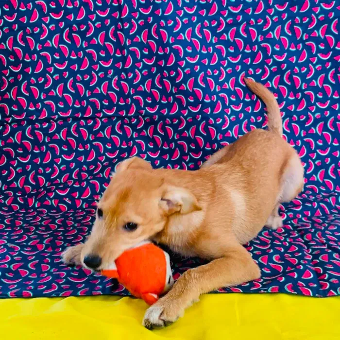 Cachorro raça SRD-ViraLata idade 2 a 6 meses nome Juninho