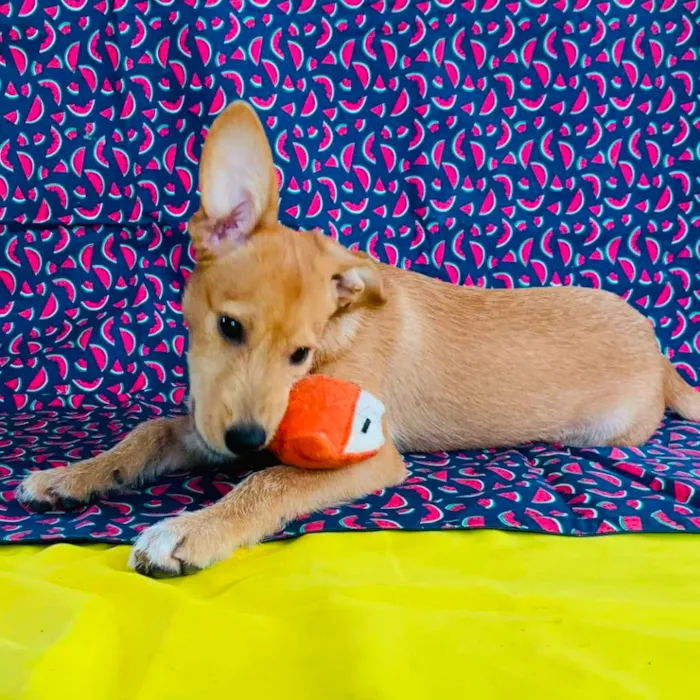 Cachorro raça SRD-ViraLata idade 2 a 6 meses nome Juninho
