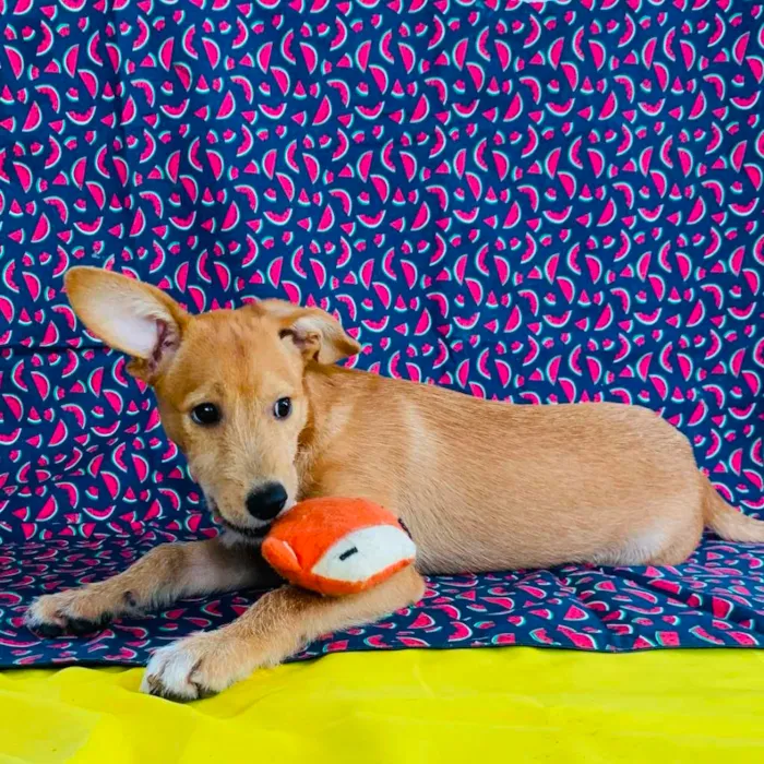 Cachorro raça SRD-ViraLata idade 2 a 6 meses nome Juninho