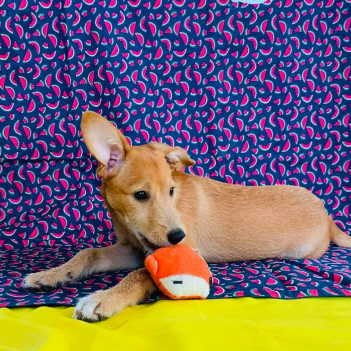 Cachorro raça SRD-ViraLata idade 2 a 6 meses nome Juninho