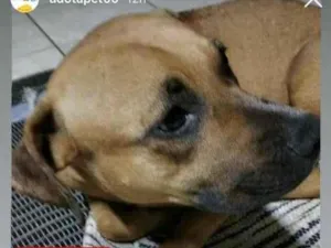 Cachorro raça Possivelmente Fila Brasileiro idade 7 a 11 meses nome Desonhecido