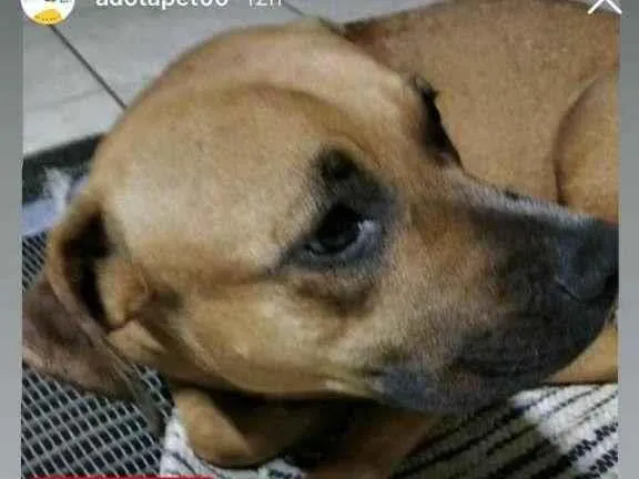 Cachorro ra a Possivelmente Fila Brasileiro idade 7 a 11 meses nome Desonhecido