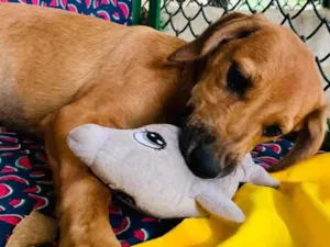 Cachorro raça SRD-ViraLata idade 2 a 6 meses nome Nina