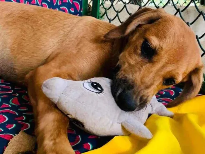 Cachorro ra a SRD-ViraLata idade 2 a 6 meses nome Nina