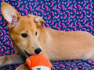 Cachorro raça SRD-ViraLata idade 2 a 6 meses nome Juninho