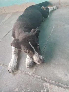 Cachorro ra a  idade 7 a 11 meses nome Greg