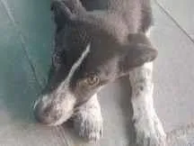 Cachorro ra a  idade 7 a 11 meses nome Greg