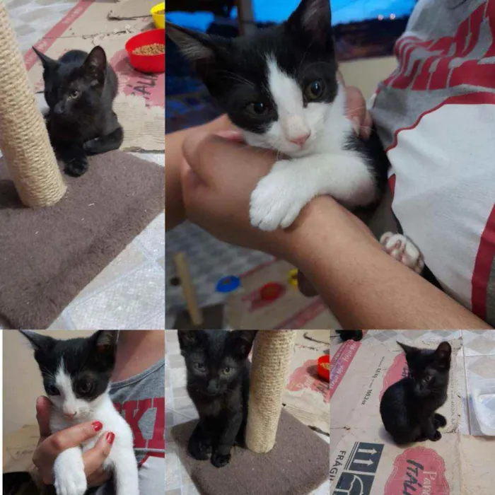 Gato raça Indefinida idade Abaixo de 2 meses nome Filhotes