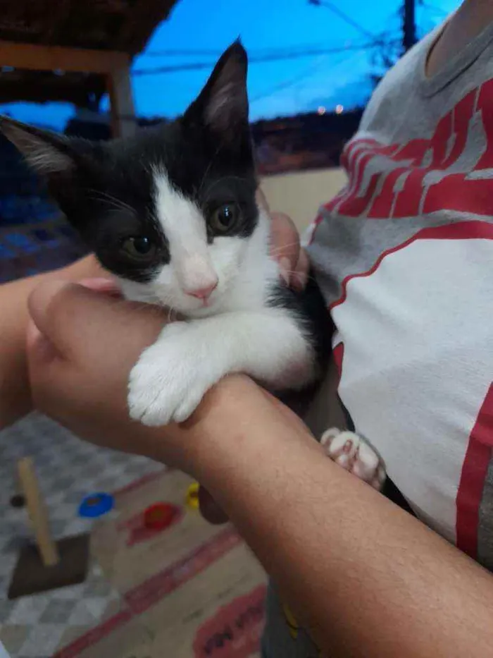 Gato raça Indefinida idade Abaixo de 2 meses nome Filhotes