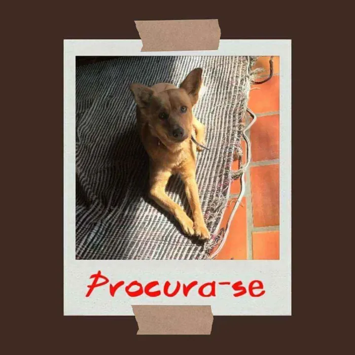 Cachorro ra a sem raça  idade 3 anos nome Kitty