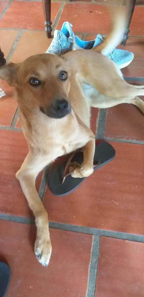 Cachorro ra a sem raça  idade 3 anos nome Kitty