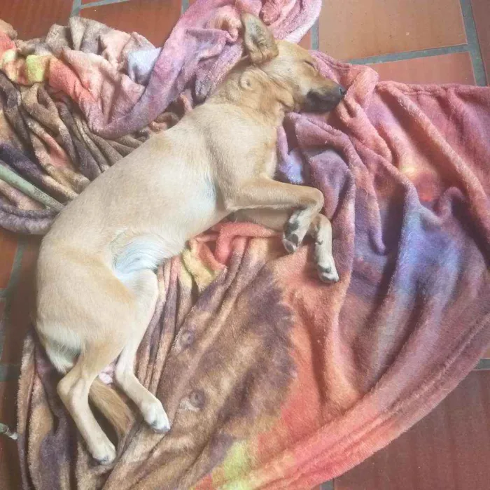 Cachorro ra a sem raça  idade 3 anos nome Kitty