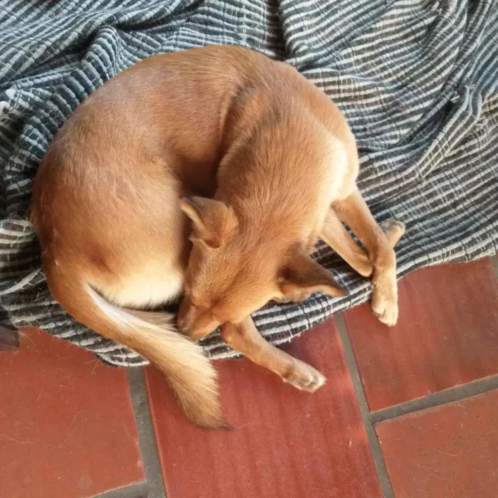 Cachorro ra a sem raça  idade 3 anos nome Kitty