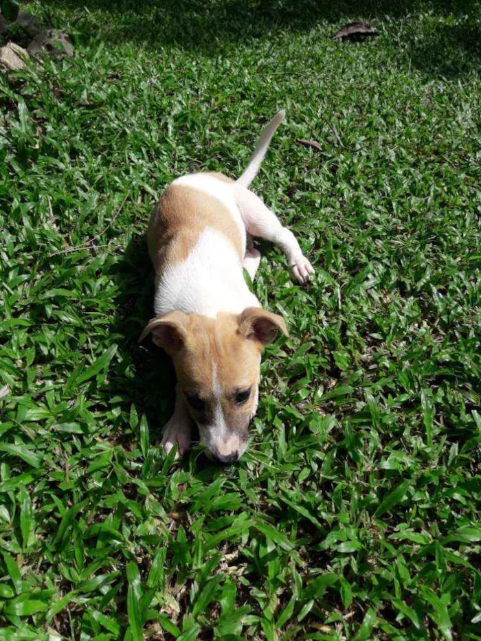 Cachorro raça SRD idade 2 a 6 meses nome Lua e Marlon