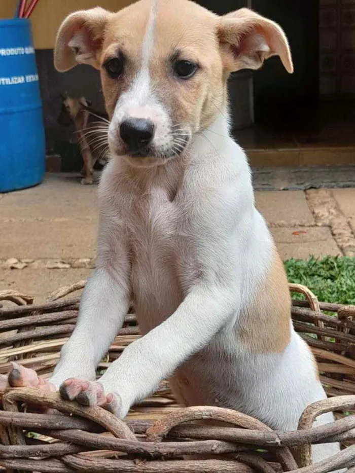 Cachorro raça SRD idade 2 a 6 meses nome Lua e Marlon