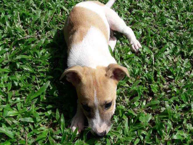 Cachorro raça SRD idade 2 a 6 meses nome Lua e Marlon