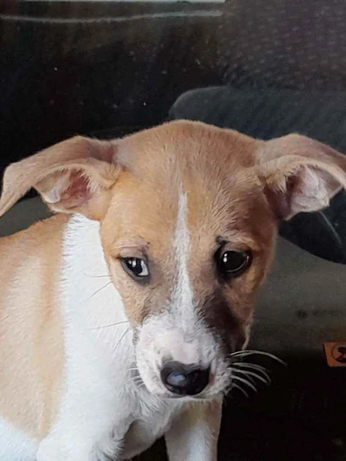 Cachorro raça SRD idade 2 a 6 meses nome Lua e Marlon