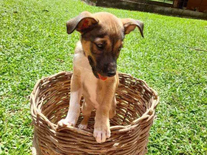 Cachorro raça SRD idade 2 a 6 meses nome Lua e Marlon