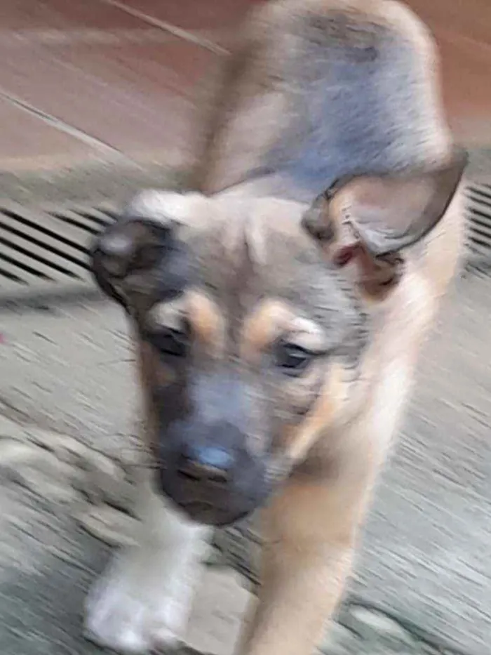 Cachorro raça SRD idade 2 a 6 meses nome Lua e Marlon