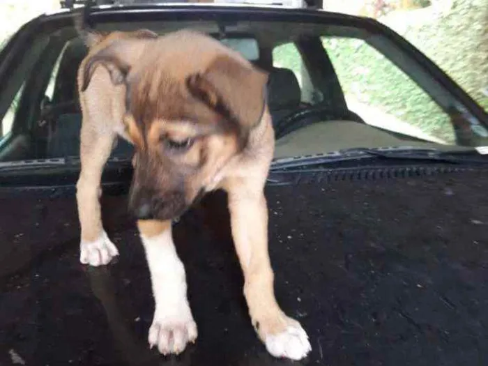 Cachorro raça SRD idade 2 a 6 meses nome Lua e Marlon