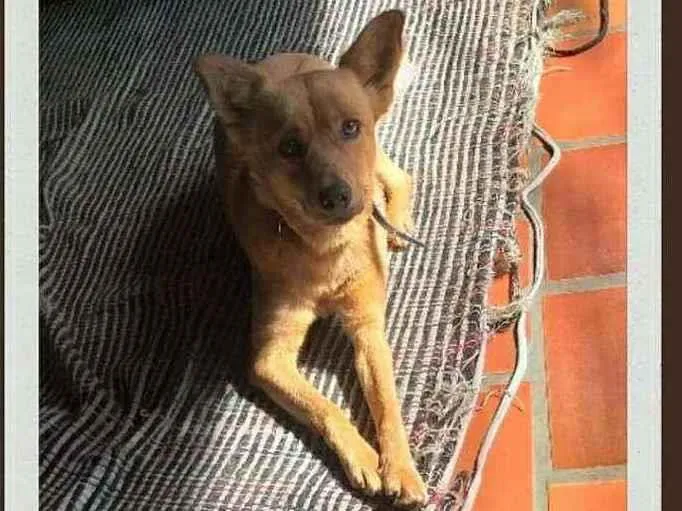 Cachorro ra a sem raça  idade 3 anos nome Kitty