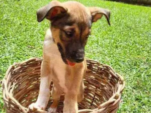 Cachorro raça SRD idade 2 a 6 meses nome Lua e Marlon