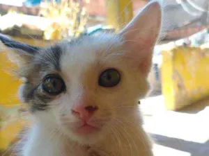 Gato raça Bicolor idade 2 a 6 meses nome Zuri,Zack,ziggi