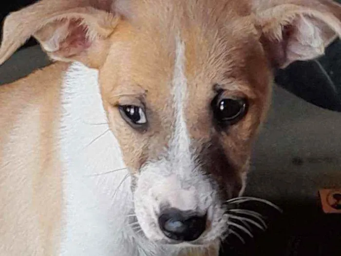 Cachorro raça SRD idade 2 a 6 meses nome Lua
