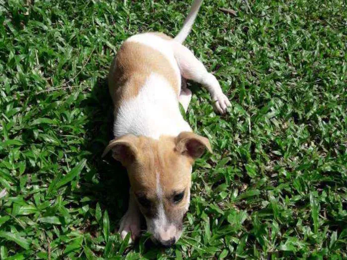 Cachorro raça SRD idade 2 a 6 meses nome Lua