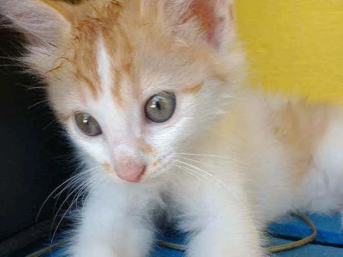 Gato ra a Bicolor idade 2 a 6 meses nome Zuri,Zack,ziggi