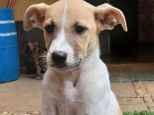 Cachorro raça SRD idade 2 a 6 meses nome Lua