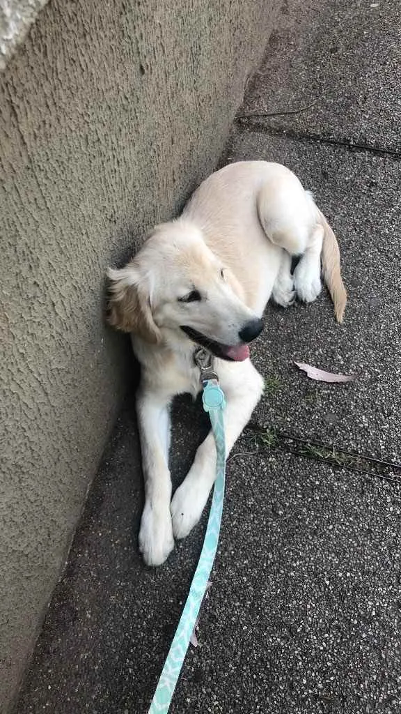 Cachorro ra a Golden  idade 7 a 11 meses nome Pitty